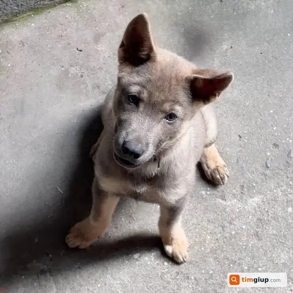 Tìm chó cún đen xám đeo vòng cổ cam lạc ngõ Tô Hoàng Hà Nội