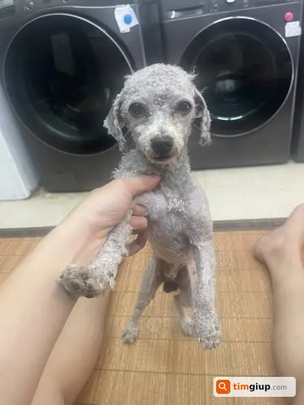 Tìm chó thất lạc tại Công viên hồ điều hòa Lê Đức Thọ