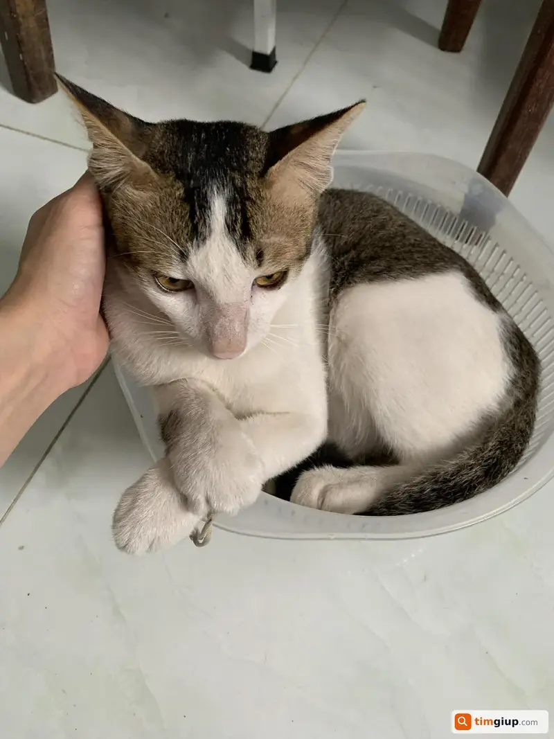 Tìm mèo lạc tên Bu tại Quận 9, TP. Hồ Chí Minh