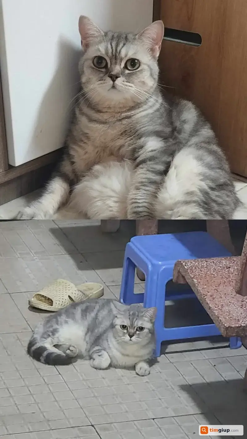 Tìm mèo Tabby tên Chậu thất lạc tại Quận Bình Thạnh, TP.HCM