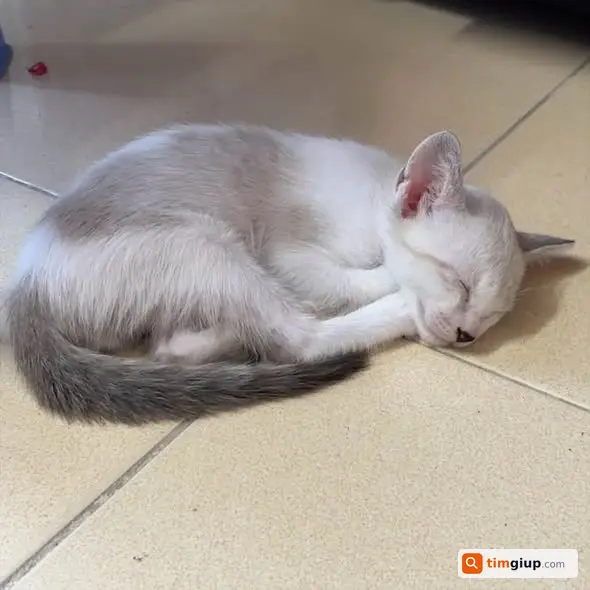 Tìm chủ mới cho hai bé xinh yêu tại Đống Đa, Hà Nội
