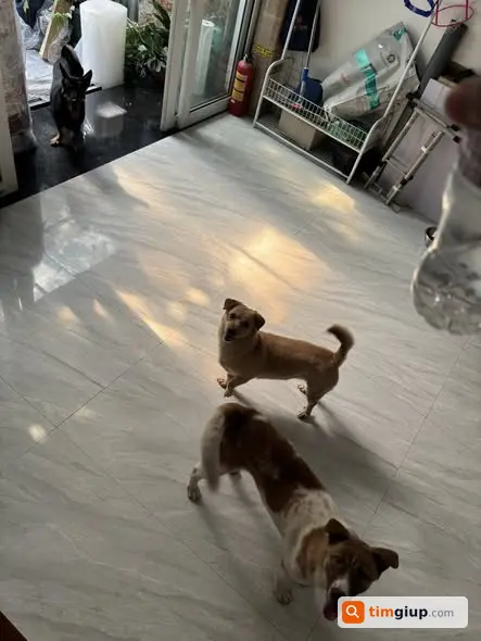Tìm chó Mon lông vàng lạc khu vực Nguyễn Ngọc Vũ, Hà Nội