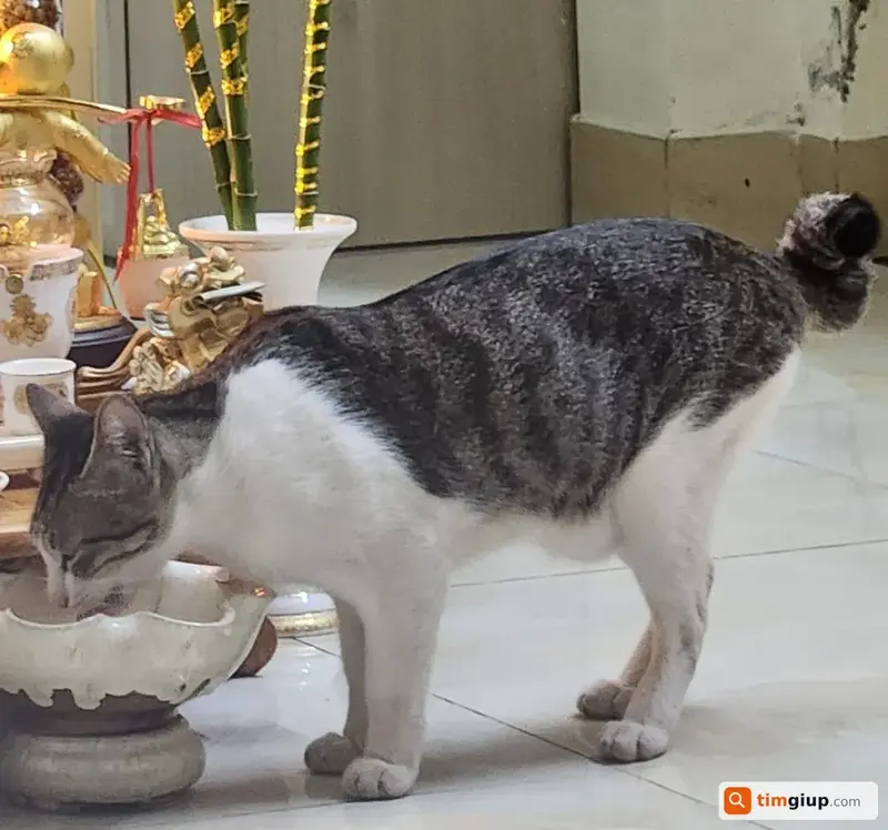 Tìm mèo tam thể tên Bơ bị lạc tại Quận 7, TP.HCM