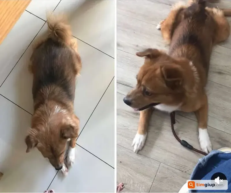 Tìm chuộc bé cún tên Ú thất lạc tại Quận Bình Tân, TP.HCM