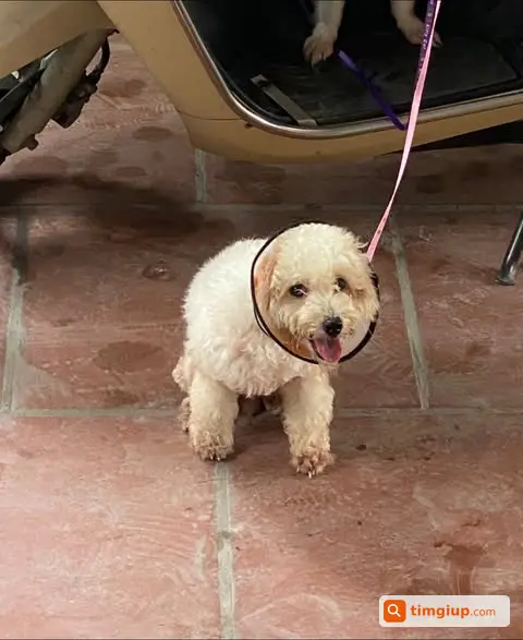 Tìm Chó Poodle Trắng Thất Lạc, Tật Chân Sau Tại Nhà