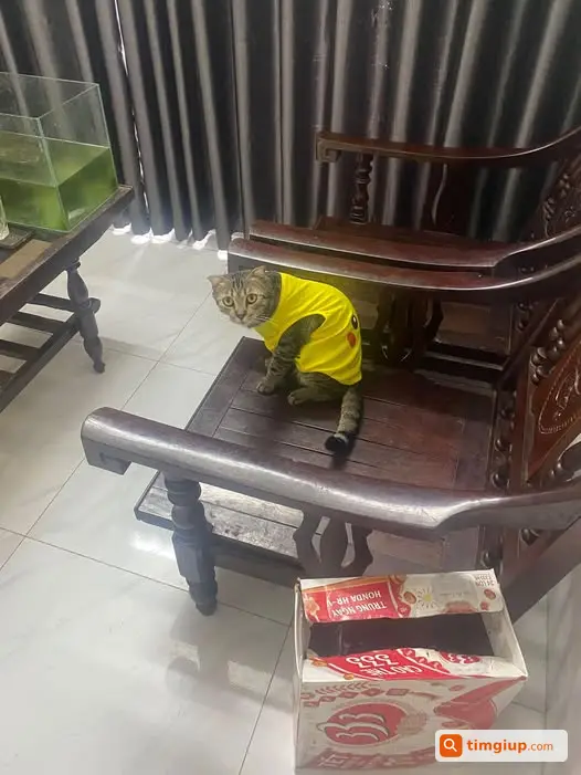 Mèo Mướp Tai Cụp Thất Lạc Tại Thụy Phương, Bắc Từ Liêm