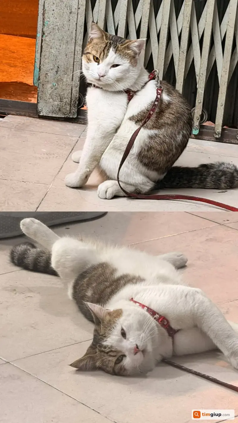 Tìm mèo lạc tên Nhoi tại Quận Bình Thạnh, TP.HCM