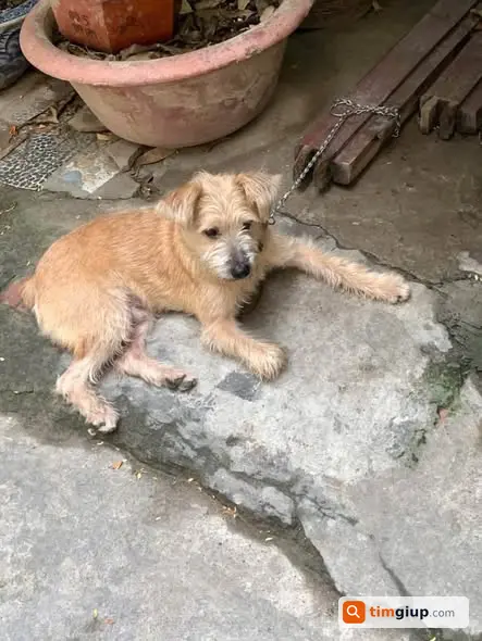 Tìm Chó Mắm C Lông Vàng Thất Lạc Tại Trần Khát Chân