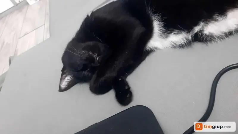 Tìm mèo cái màu đen tên Gà bị lạc tại Gò Vấp, TP.HCM