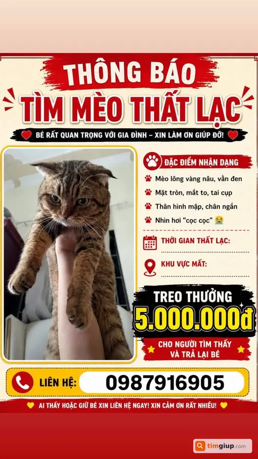 Tìm mèo thất lạc khu vực Kiến Thụy, Hải Phòng, cần gấp