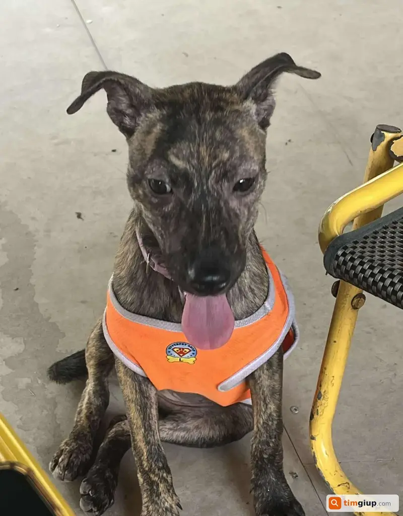 Tìm chó Phú Quốc tên Lu thất lạc tại Quận Thủ Đức, TP.HCM