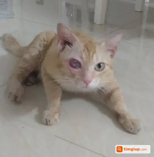 Tìm Mèo Tây Hỏng 1 Mắt Màu Vàng Nhạt Lạc Tại An Dương, Hồng Hà