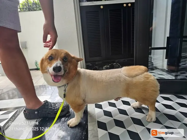 Tìm chó lạc Tô Cô tại phường Phước Long, TP.HCM