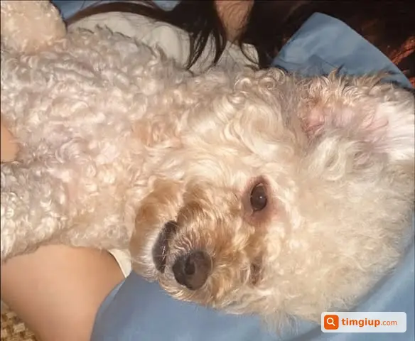 Chó Poodle Tên Mơ Màu Kem Thất Lạc Tại Hà Đông, Hà Nội
