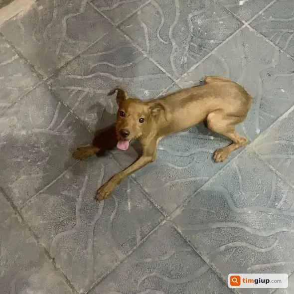 Tìm Chó Thất Lạc Gần Khuyến Lương Và Thúy Lĩnh Ngày 5-8