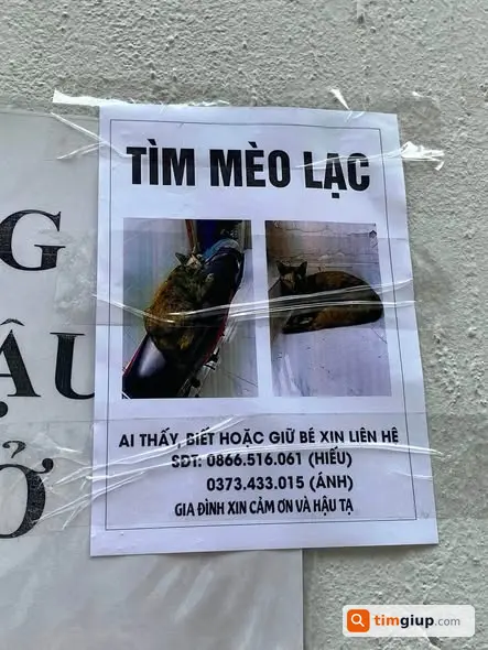 Tìm Mèo Tam Thể Tên Mỹ Thất Lạc Tại Mỹ Hạnh, Tây Ninh
