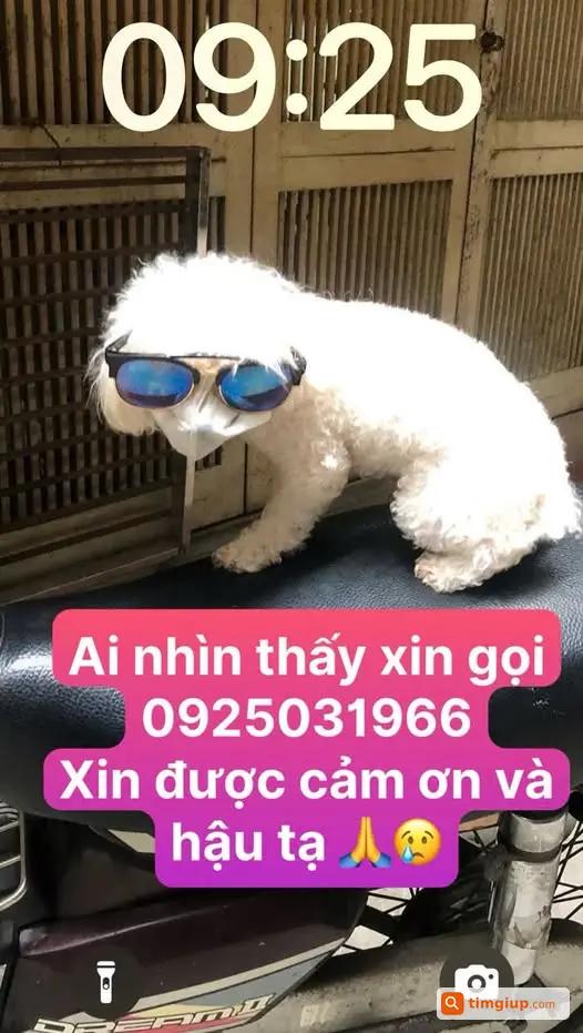 Chó Poodle Trắng Nhỏ Thất Lạc Tại Công Viên Thống Nhất