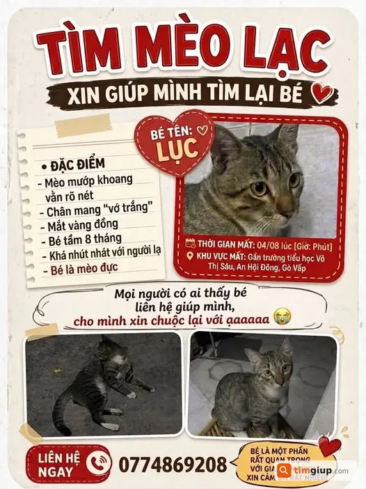 Tìm Mèo Thất Lạc Khu Vực An Hội Đông, Gò Vấp