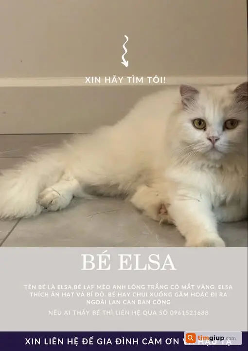Tìm Mèo Anh Trắng Tuyết Elsa Thất Lạc Tại Bán Đảo Linh Đàm