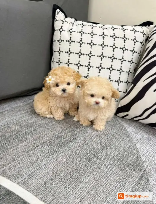 Tìm Chó Poodle Nâu Nhạt Thất Lạc Tại Học Viện Cảnh Sát