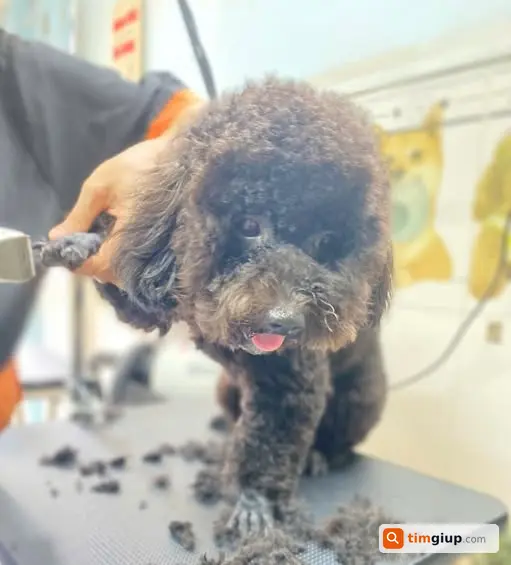 Tìm chó Poodle đen tên Moon lạc tại Quận 7, TP.HCM