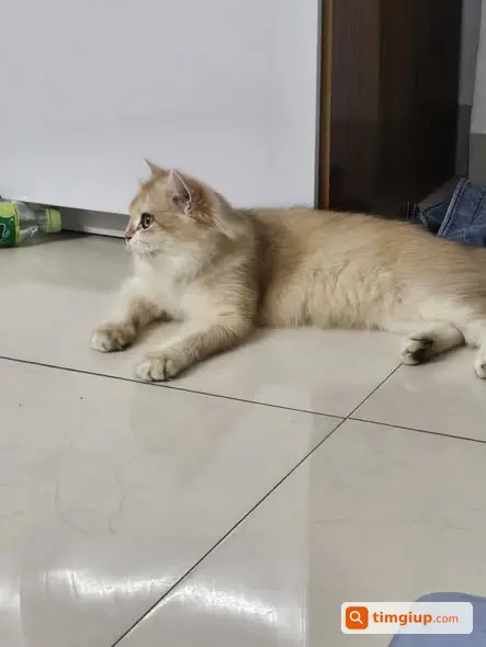 Mèo Anh Lông Dài Vàng Tên Bông Thất Lạc Ở Kim Giang