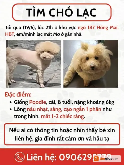 Tìm chó Poodle nâu nhạt tên Mơ thất lạc tại Hồng Mai