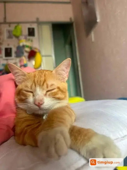 Mèo Cam Có Nốt Ruồi Ở Mũi Thất Lạc Tại Mậu Lương, Hà Nội