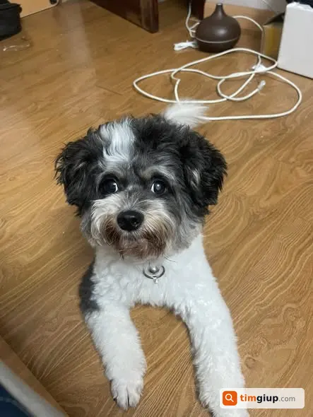 Tìm chó Poodle đực màu bò sữa tên Xoài tại Ngọc Lâm Long Biên