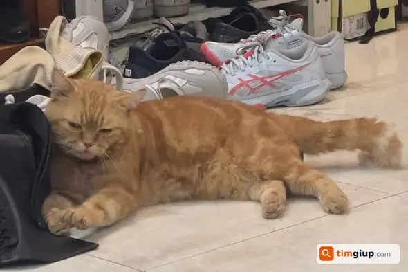 Tìm mèo Anh lông ngắn đực tên Vàng tại Mỹ Đình, Hà Nội
