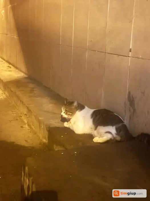 Thông Báo Cộng Đồng Cứu Mèo Bị Nôn Ra Máu Tại Chùa Bộc, Hà Nội