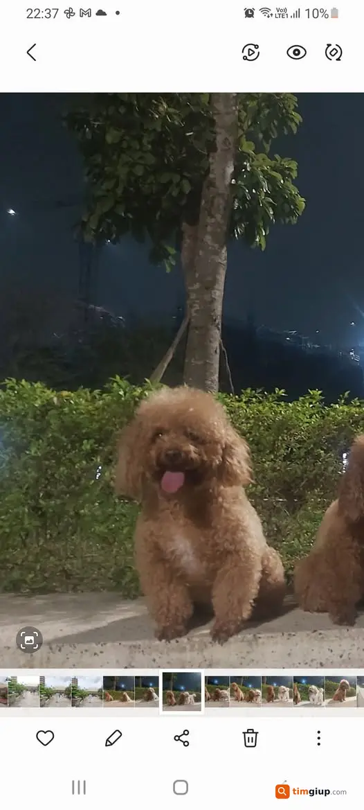 Tìm Chó Poodle Nâu Tên Pan Thất Lạc Tại Thượng Thanh, Long Biên