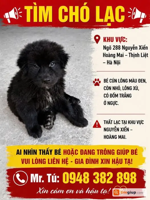 Tìm chó thất lạc tại ngõ 288 Nguyễn Xiển, Hà Nội