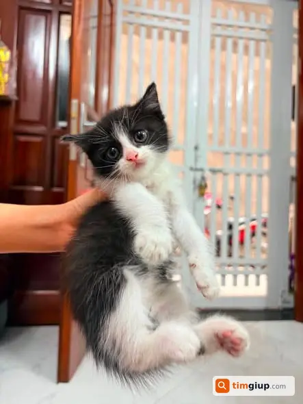Tìm Mèo Đen Trắng 3 Tháng Tuổi Thất Lạc Tại Tam Trinh