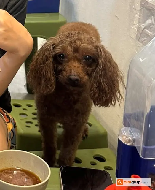 Tìm Chó Poodle Nâu Tên Mít Thất Lạc Khu Vực Cửa Bắc