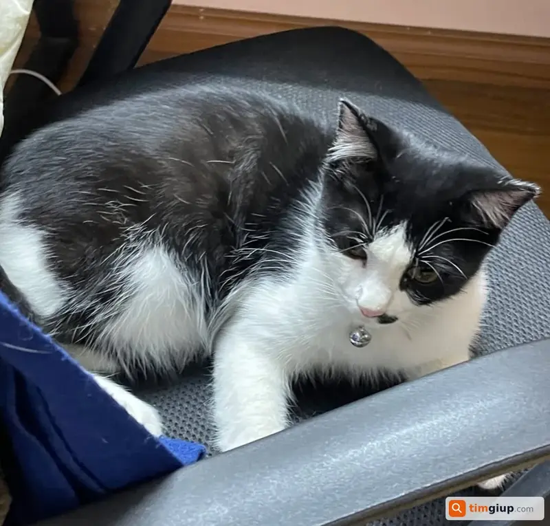 Tìm hai bé mèo lạc tại đường Phan Đình Giót, Thanh Xuân, Hà Nội