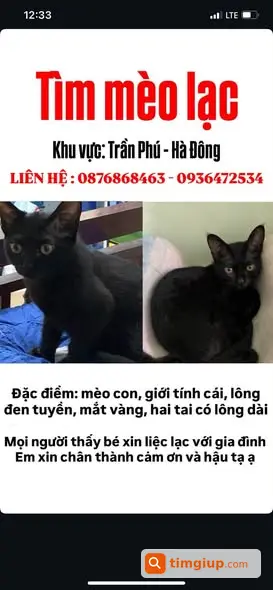Mèo Đeo Vòng Cổ Hồng Thất Lạc Khu Vực Trần Phú, Hà Đông