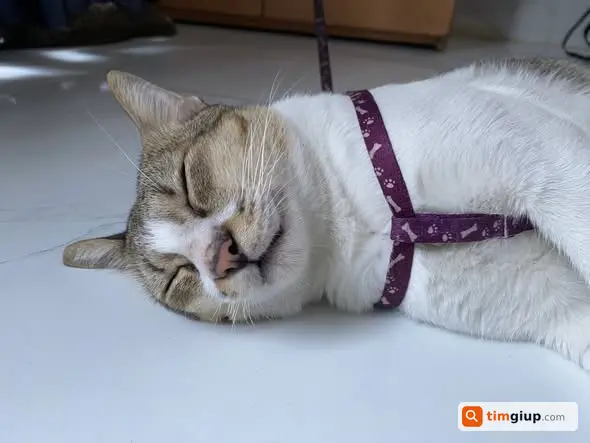 Tìm mèo Ben đeo vòng tím lạc tại Trung Mỹ Tây Q12, TP.HCM