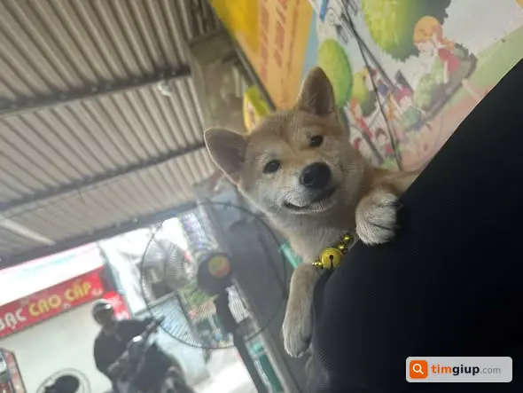 Tìm Chó Thất Lạc Đeo Vòng Cổ Cam Tại Công Viên Cầu Giấy