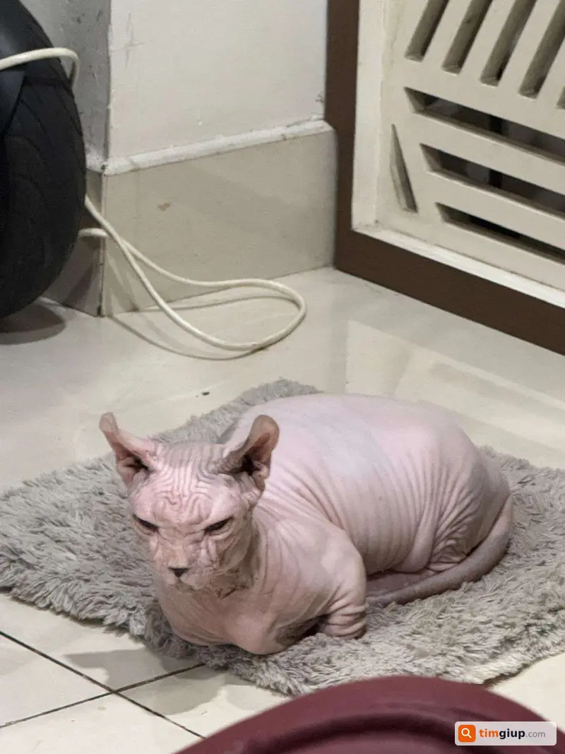 Tìm mèo Sphynx không lông tên Ly Ly lạc tại Thủ Đức TP.HCM