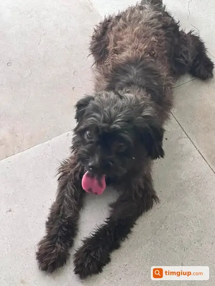 Chó Poodle Đen Lạc Quanh Nguyễn Cơ Thạch, Mỹ Đình, Hà Nội