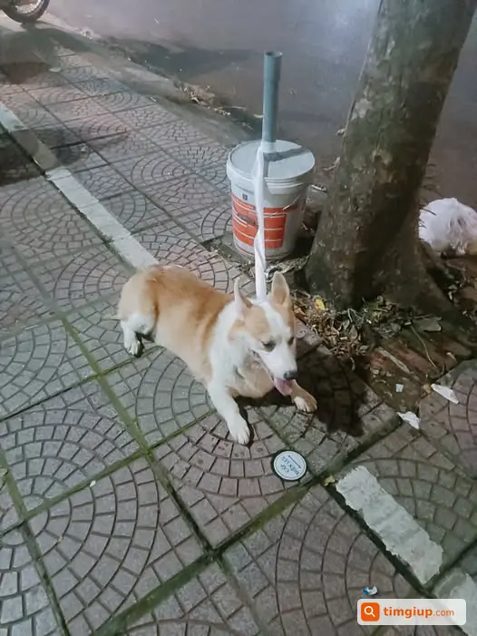 Nhặt Được Chó Đực Chạy Vào Nhà Tại Khu Vực Nhà Dân