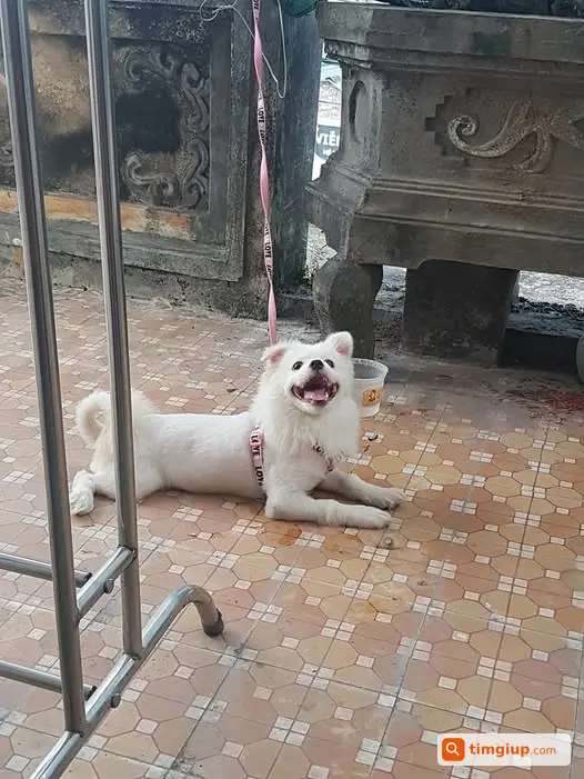 Tìm Chó Cái Miu Thất Lạc Từ Xóm Đồng Sói Ra Đường 296
