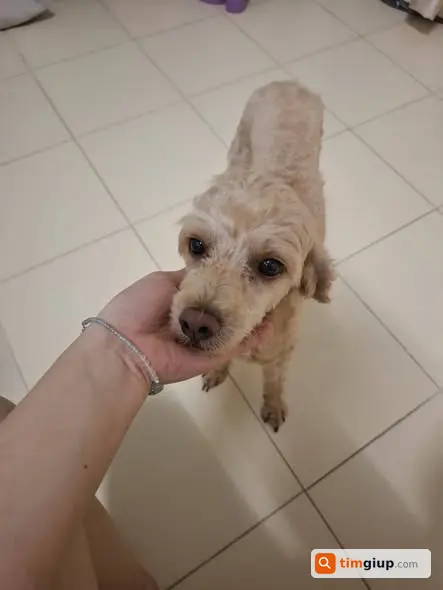 Nhặt được chó Poodle lạc tại Lạc Long Quân, Tây Hồ, Hà Nội