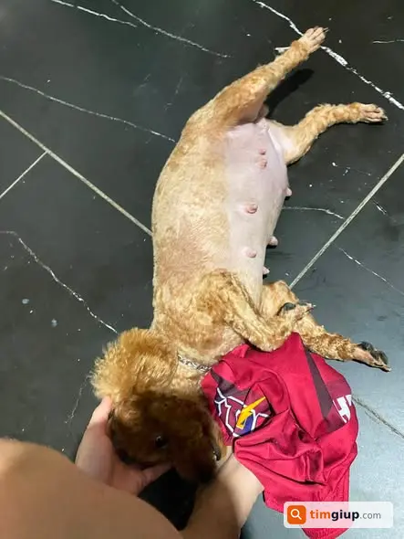 Tìm Chó Poodle Tên Bông Thất Lạc Tại Ngõ 179 Vĩnh Hưng