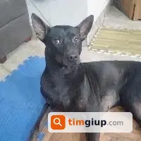 Tìm Chó Phú Quốc 20kg Thất Lạc Tại Xuân La, Tây Hồ