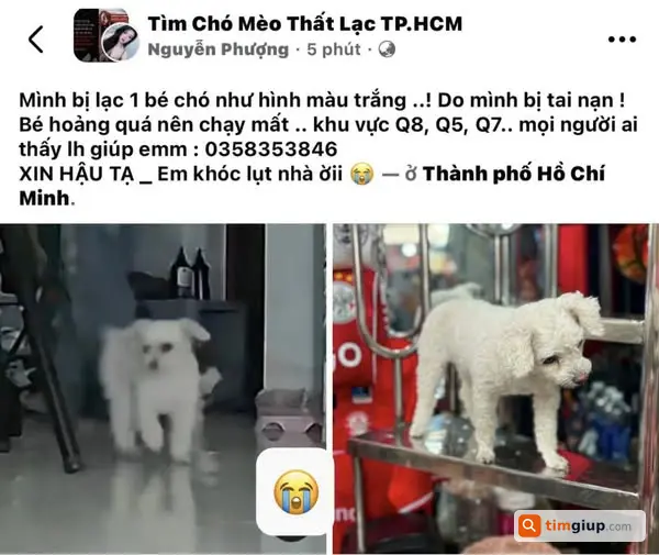 Tìm chó trắng nhỏ thất lạc tại Quận 5, 7, 8 TP.HCM