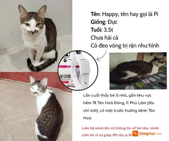 Mèo Mướp Tên Happy-Pi Thất Lạc Tại Tân Hòa Đông, Quận 6