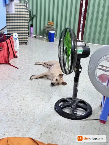 Tìm chó thất lạc tại khu vực Bến Vân Đồn, Quận 4