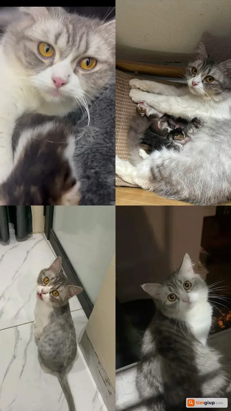 Tìm mèo Anh bicolor tên Cá thất lạc tại Ba Đình, Hà Nội